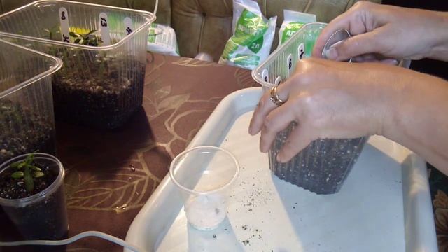 13.АДЕНИУМЫ!!!ПЕРВАЯ ПЕРЕСАДКА 1,5 МЕСЯЧНЫХ СЕЯНЦЕВ АДЕНИУМОВ!!!!ГРУНТ,УДОБРЕНИЕ,ПОЛИВ!!!! смотреть онлайн