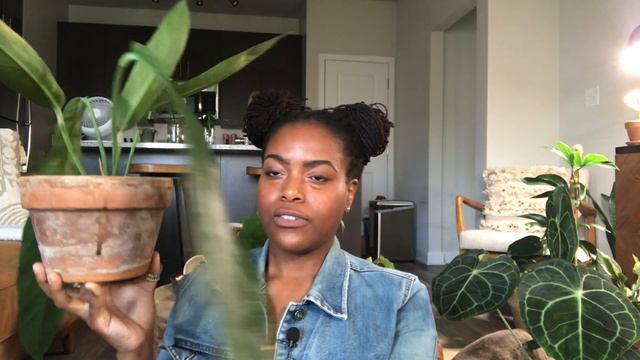 My Anthurium Collection | How to Care for Anthuriums | Plant Care Tips and Maintenance смотреть онлайн