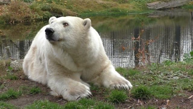 Gulya the Polar Bear getting treat at Bolsherechye Zoo, Russia смотреть онлайн