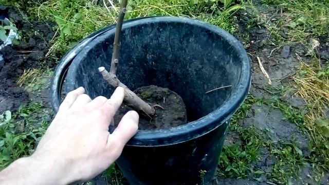 Перевод прививки инжира на собственные корни смотреть онлайн