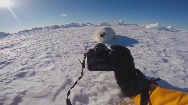 Вот как я фотографирую детенышей гренландских тюленей.Baby Harp Seal ch смотреть онлайн