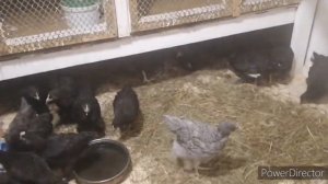 Переселяем цыплят из брудера в курятник БЕЗ ОШИБОК!