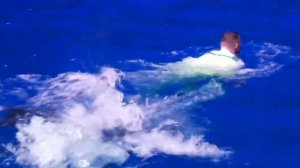 22/07/2022. Шоу "Сон в летнюю ночь". Дельфины. Москвариум.