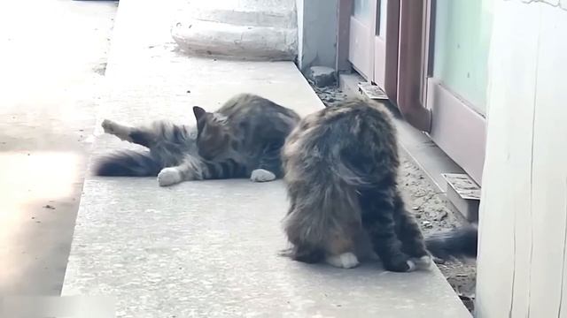 Смешные Котики смотреть онлайн