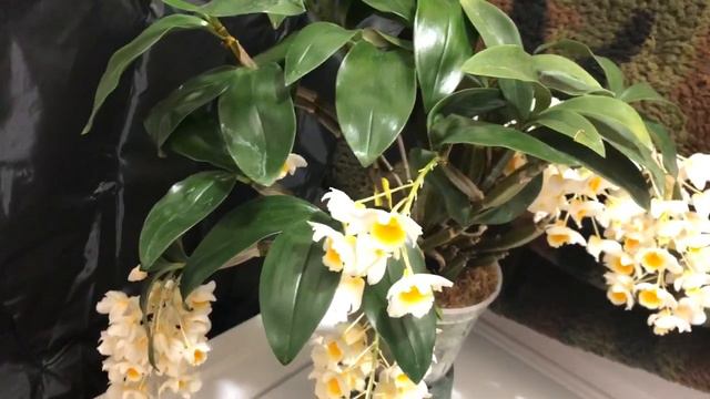Dendrobium Palpebrae - In full bloom! смотреть онлайн