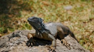 Эквадор. Релакс видео в UHD