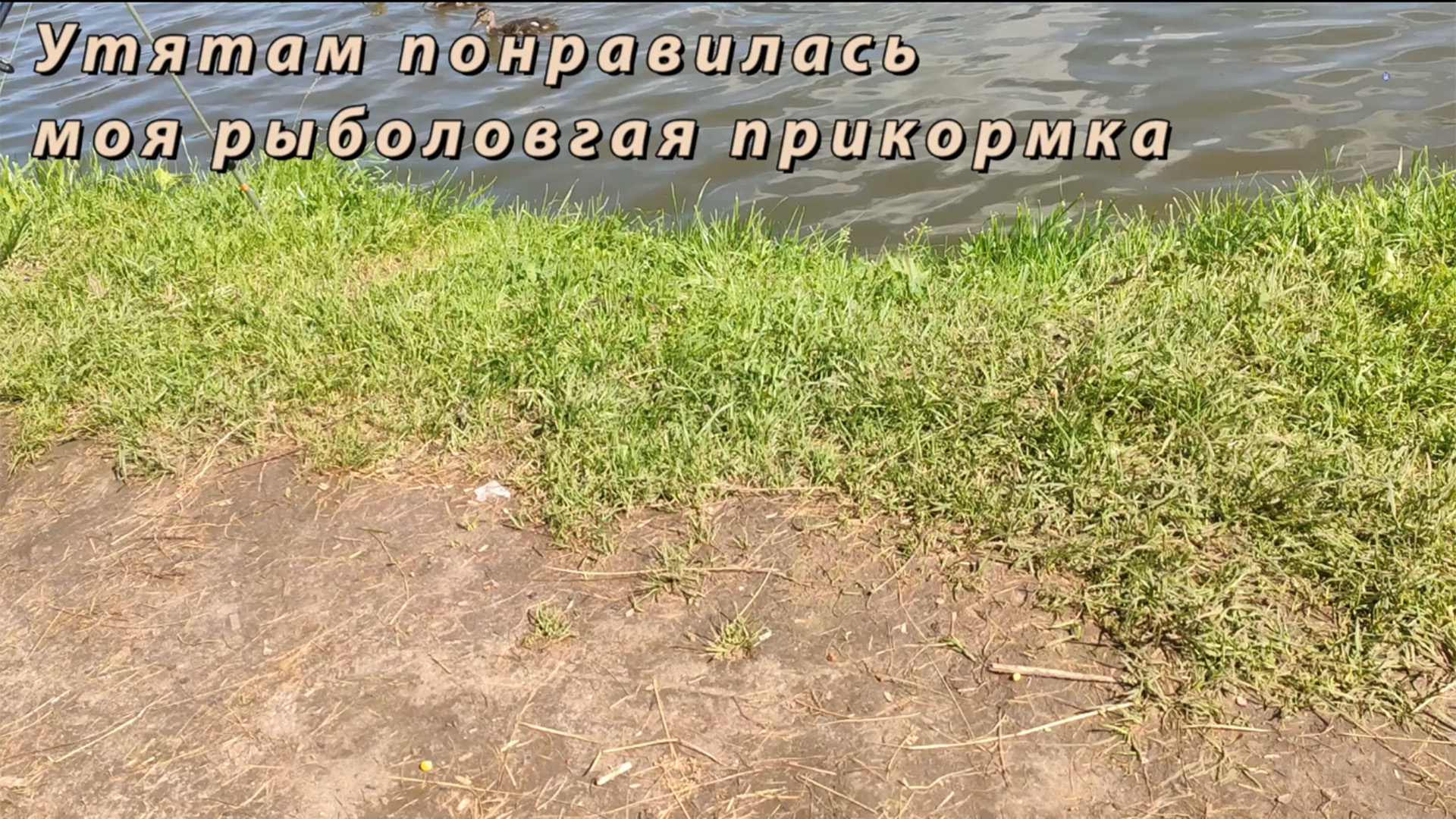 Утятам понравилась моя рыболовгая прикормка | SpiderChannel | FullHD | 216