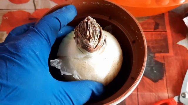 Амариллис. Посадка, уход.