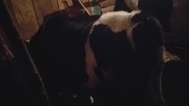 какой вес мясом и живым смотреть онлайн