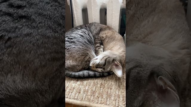 Кот разговаривает во сне смотреть онлайн