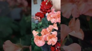 пеларгония Каллиопе Дарк Рэд (Calliope Dark Red)