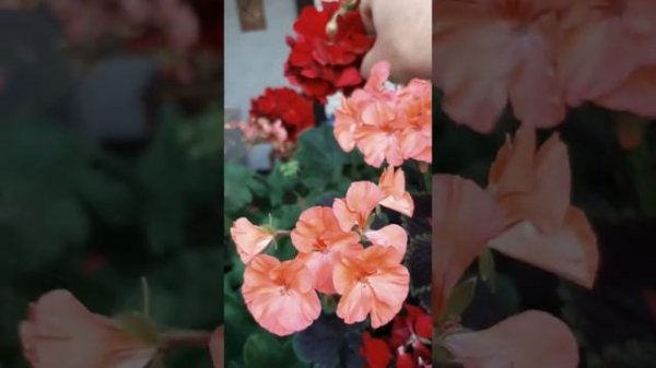 пеларгония Каллиопе Дарк Рэд (Calliope Dark Red)