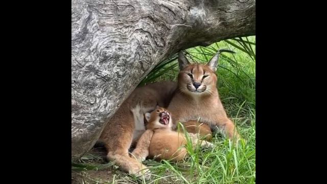 that video that you can never find where a caracal and her baby yawn to the gameboy advance start-u смотреть онлайн