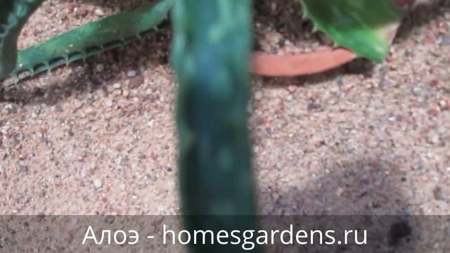 У алоэ сохнут кончики листьев? смотреть онлайн