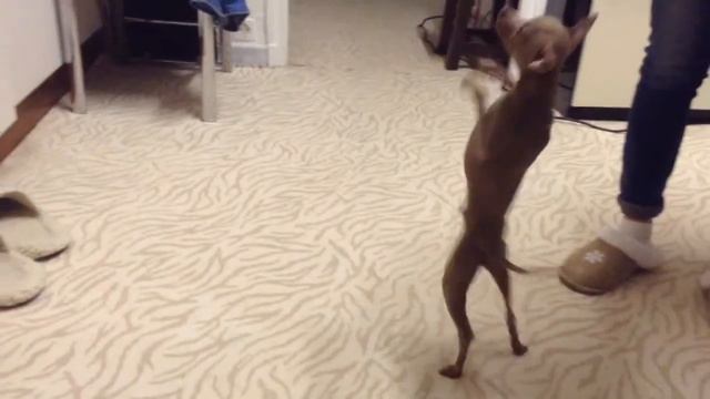 Той терьер Арше очень любит сыр смотреть онлайн