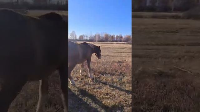 Могучие алтайские кони! Красавцы! смотреть онлайн