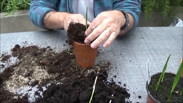 Conseils Jardinage: Comment Faire Un Semis De Palmier Dattier (Phœnix Dactylifera)