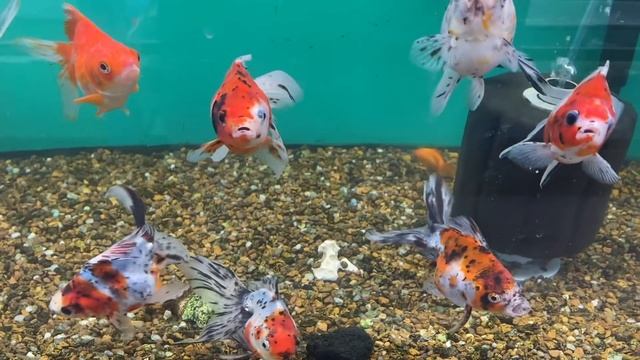 These Are The Nastiest Aquarium Fish! Top 5 Fish Tank Slobs! смотреть онлайн