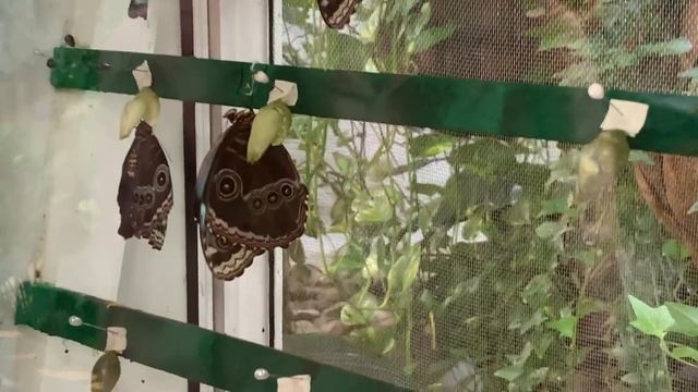 Путевые Заметки, ОАЭ,февраль 2019: прогулка по Саду Бабочек в Дубаи - Dubai Butterfly Garden