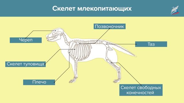 Класс Млекопитающие смотреть онлайн