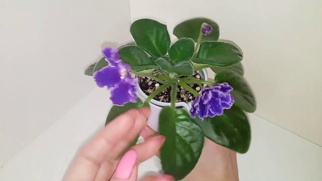 Обзор цветущих фиалок. Лучшие сорта фиалок в моей коллекции. Фиалки у Алисы. смотреть онлайн