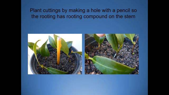 Camellia Propagation Cutings смотреть онлайн
