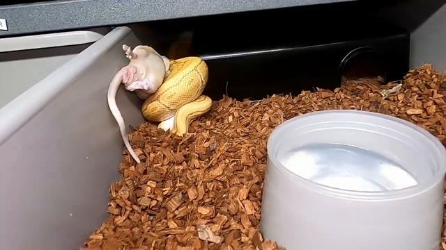 HOW TO Feed Your Ball Python! смотреть онлайн
