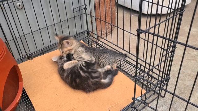 Angry Kitten Smacks Her Sibling After Interrupting Kitten's Play Time - Cats Meowing смотреть онлайн