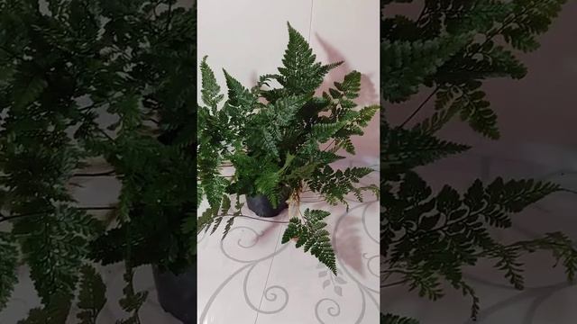 Цветы - любовь моя! Папоротники 2 смотреть онлайн