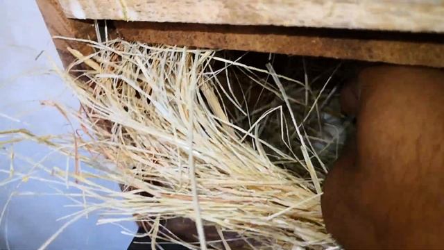 Java Colony Visit & Progress смотреть онлайн