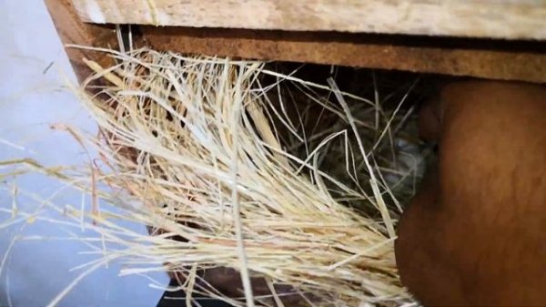 Java Colony Visit & Progress