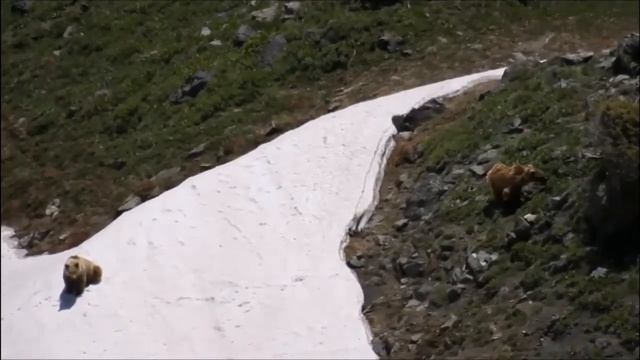 Фауна Казахстана. Тянь-Шанский бурый медведь/Fauna of Kazakhstan. Tien Shan brown bear смотреть онлайн