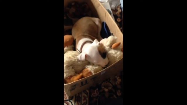 Щенята тоже говорят во сне смотреть онлайн