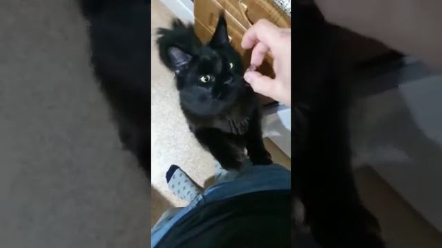 Кот Мейн-кун очень хочет виноград смотреть онлайн