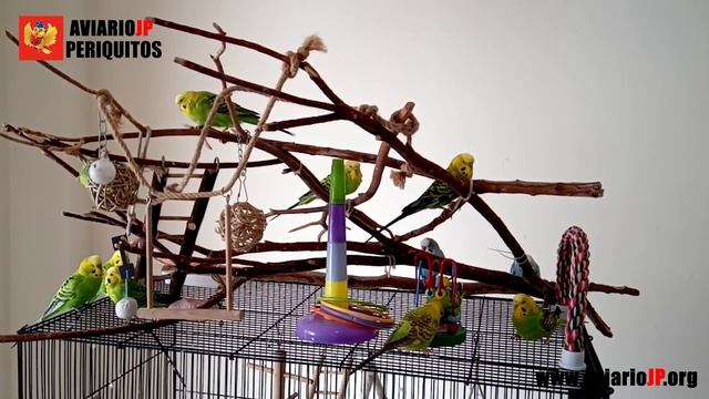 ✅ COMO CUIDAR PERIQUITOS | CUIDADOS BASICOS DEL PERIQUITO смотреть онлайн