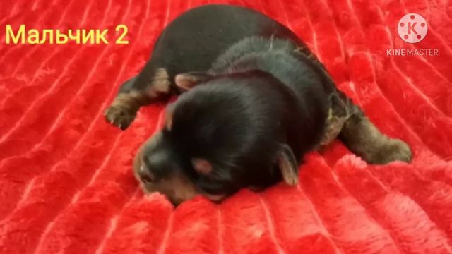 Щенки йоркширского терьера смотреть онлайн