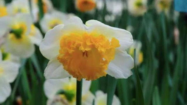 Narcissus Curly