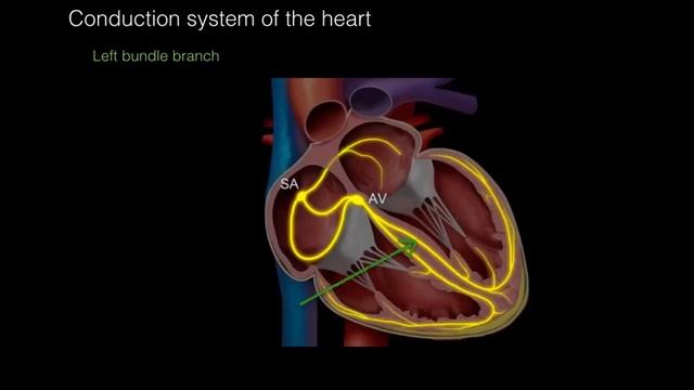 Conduction system of the heart смотреть онлайн