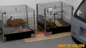 Как пускают газы животные