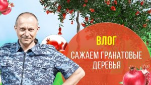 Высаживаем гранаты. Как правильно посадить гранатовое дерево.