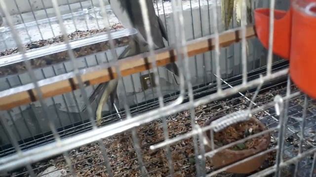 SULTAN PAPAĞANI Üretimi Hakkında Bilgi смотреть онлайн