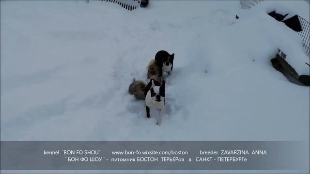 Зимние прогулки