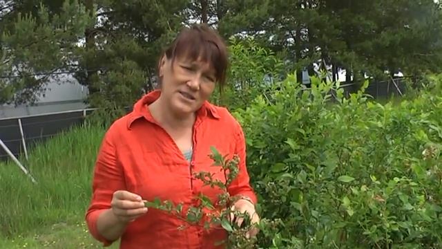 Голубика и поздние заморозки смотреть онлайн