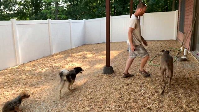 Why dogs don’t listen to their owners смотреть онлайн