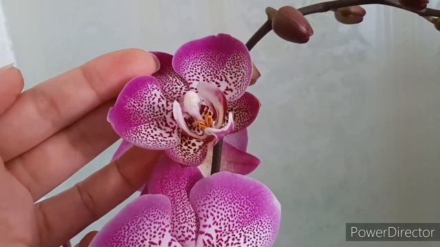 В карантин с новыми Орхидеями🤗! Будьте здоровы🌷🌼🌸🌹💐😍! смотреть онлайн