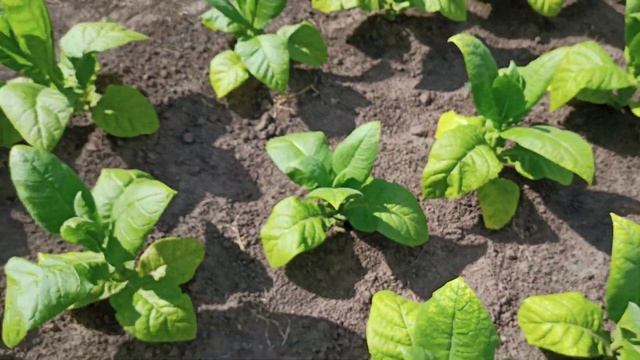 21. Табак в жару. смотреть онлайн