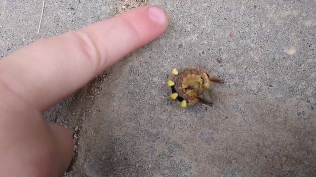 Жучки ? , гусеница ? и Бабочка ? #видеодлядетей #дети #kids #kidsvideo #насекомые #природа