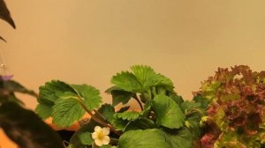 Домашняя теплица круглый год.