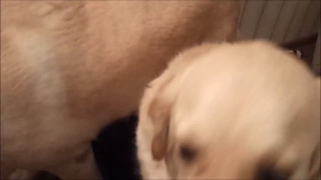 Дядю АТАКУЮТ !