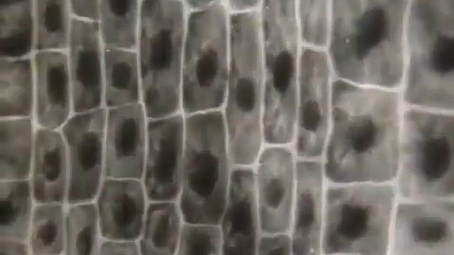 Рост корня растения смотреть онлайн